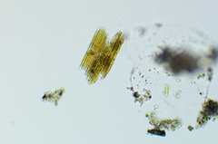 Bacillaria paxillifera