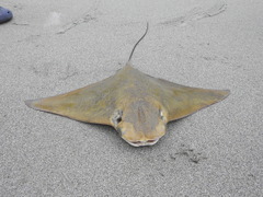 Rhinoptera steindachneri