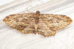 Austrocidaria