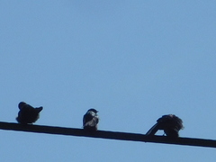 Pygochelidon cyanoleuca