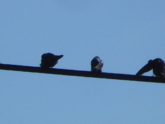 Pygochelidon cyanoleuca