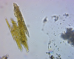 Bacillaria paxillifera