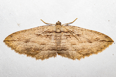 Austrocidaria