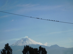 Pygochelidon cyanoleuca