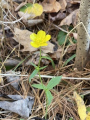 Ranunculus hispidus