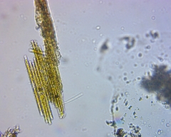 Bacillaria paxillifera