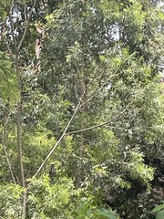 Anthochaera chrysoptera