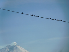 Pygochelidon cyanoleuca