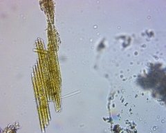 Bacillaria paxillifera