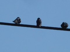 Pygochelidon cyanoleuca
