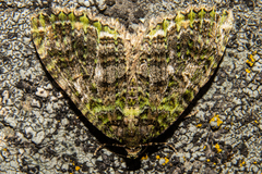 Austrocidaria similata