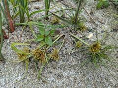 Cyperus engelmannii