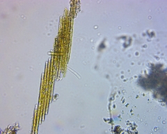 Bacillaria paxillifera