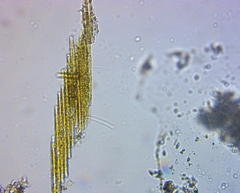 Bacillaria paxillifera