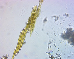 Bacillaria paxillifera