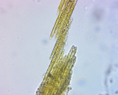 Bacillaria paxillifera