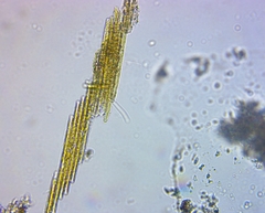 Bacillaria paxillifera