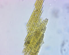 Bacillaria paxillifera