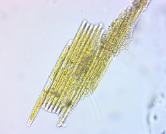 Bacillaria paxillifera