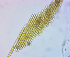 Bacillaria paxillifera