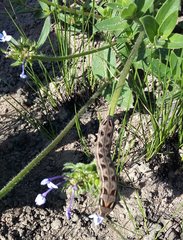 Pentanisia prunelloides