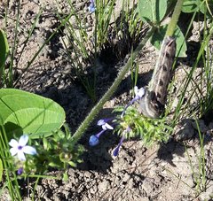 Pentanisia prunelloides