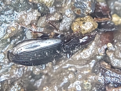Platyninae