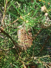 Banksia spinulosa