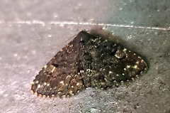 Metalectra diabolica