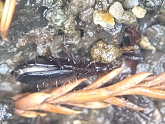 Platyninae