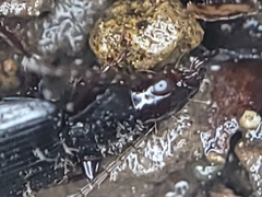 Platyninae