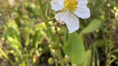 Copestylum sexmaculatum