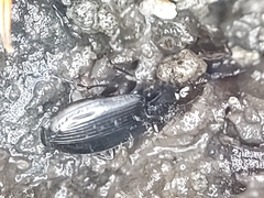 Platyninae