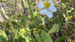 Copestylum sexmaculatum