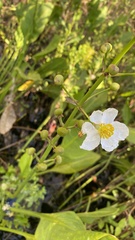 Copestylum sexmaculatum