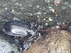 Platyninae