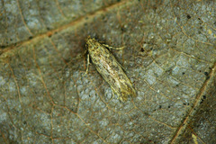 Psoricoptera gibbosella
