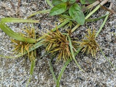 Cyperus engelmannii