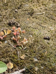 Crassula decumbens