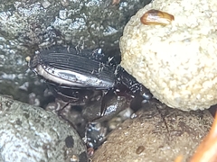 Platyninae