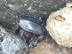 Platyninae