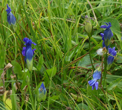 Gentianopsis thermalis