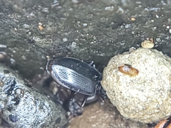Platyninae