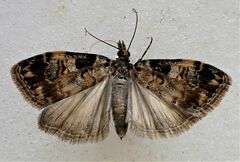 Scoparia acharis