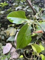 Bignonieae