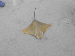 Rhinoptera steindachneri