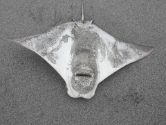 Rhinoptera steindachneri