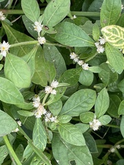 Alternanthera sessilis
