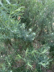 Cassinia longifolia