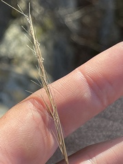 Aristida basiramea
